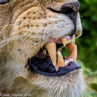 Tanzania Lions