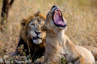 Tanzania - Lions