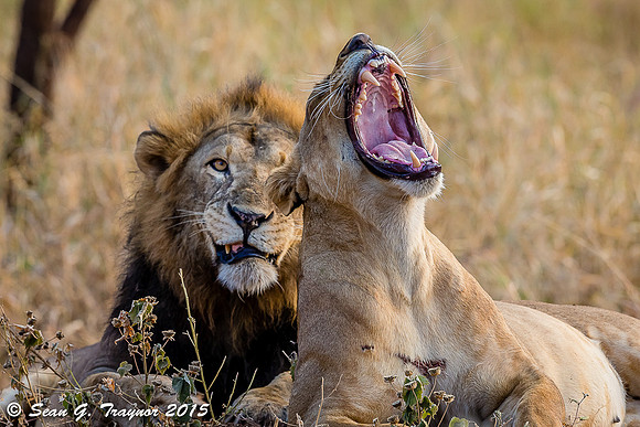 Serengeti Lions