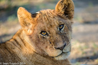 Tanzania Lions