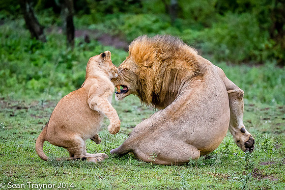 Tanzania Lions