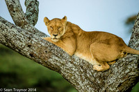 Tanzania-2014  The Cats-106