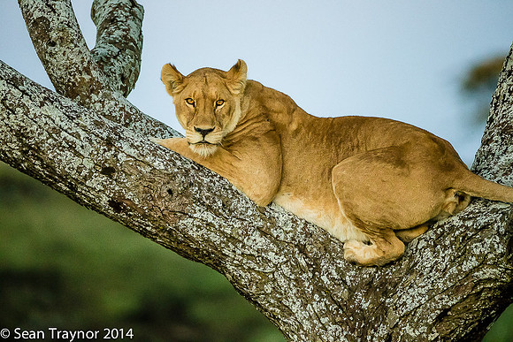 Tanzania-2014  The Cats-106