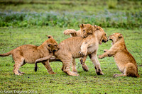 Tanzania Lions