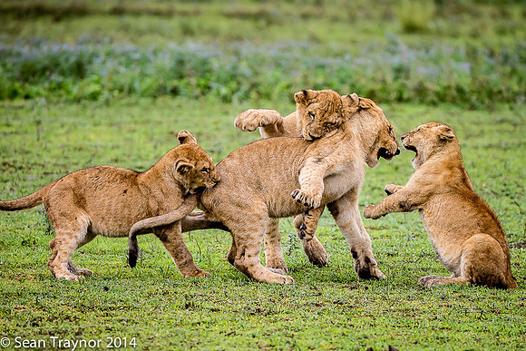 Tanzania Lions