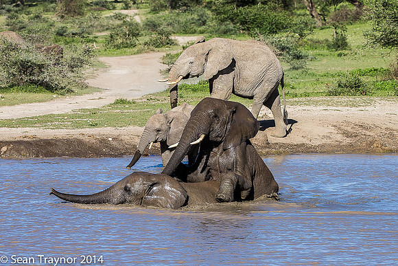 Tanzania-2014  Wildlife-105