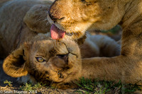 Tanzania Lions