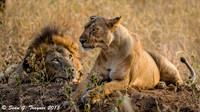 Serengeti Lions