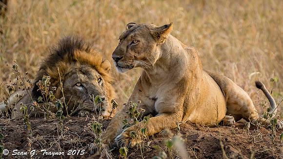 Serengeti Lions
