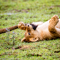 Tanzania Lions