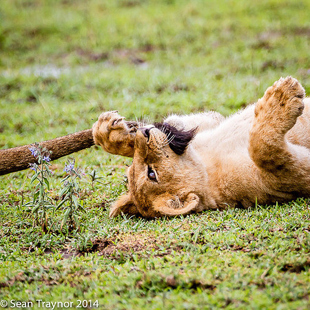 Tanzania Lions