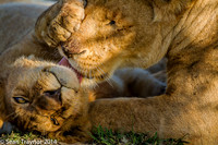 Tanzania Lions