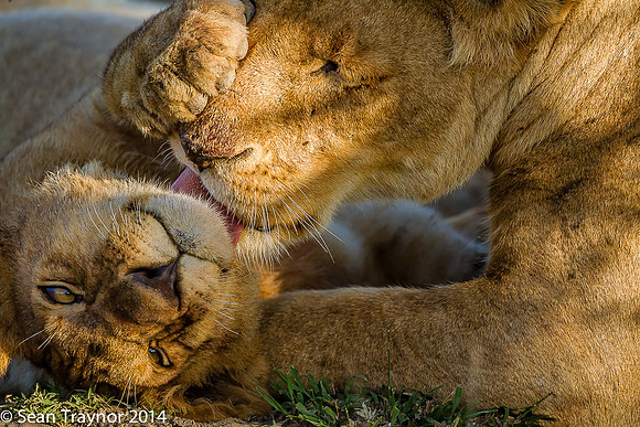 Tanzania Lions