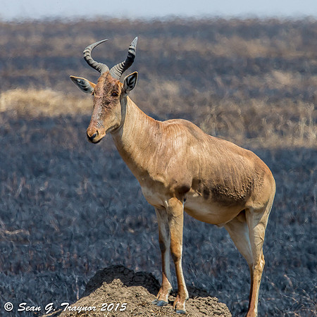 Topi