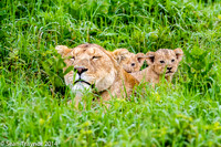 Tanzania Lions