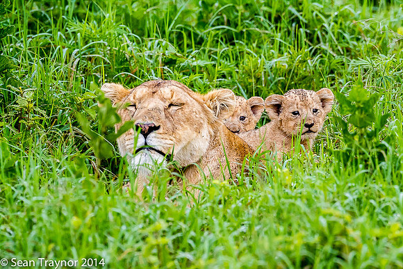 Tanzania Lions