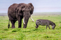 Tanzania-2014  Wildlife-117