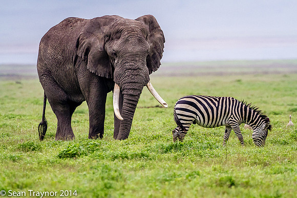 Tanzania-2014  Wildlife-117