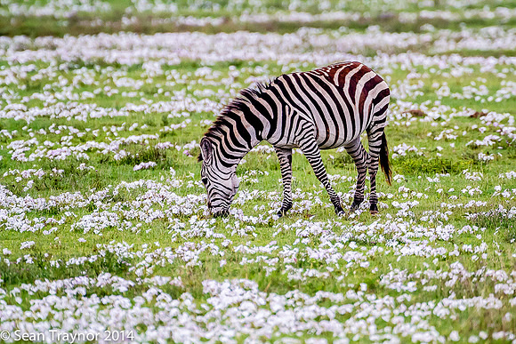 Tanzania-2014  Wildlife-181