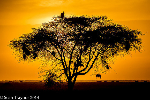 Tanzania-2014  Wildlife-144