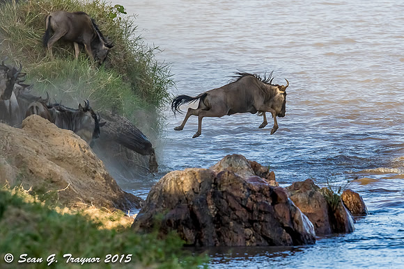 Mara River Wildebeest Crossing