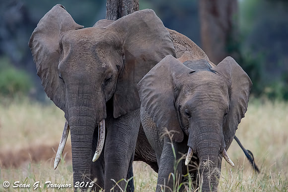 Serengeti Elephants