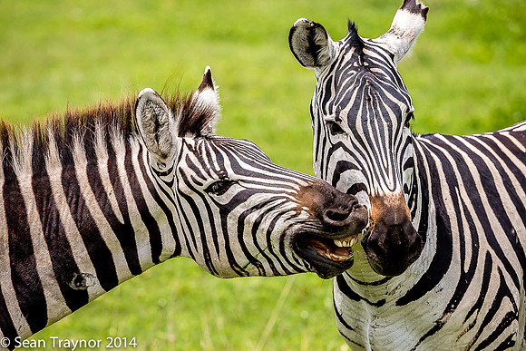 Tanzania-2014  Wildlife-184