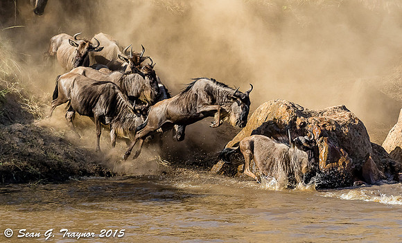 Mara River Wildebeest Crossing