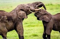 Tanzania-2014  Wildlife-118
