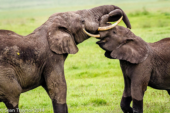 Tanzania-2014  Wildlife-118