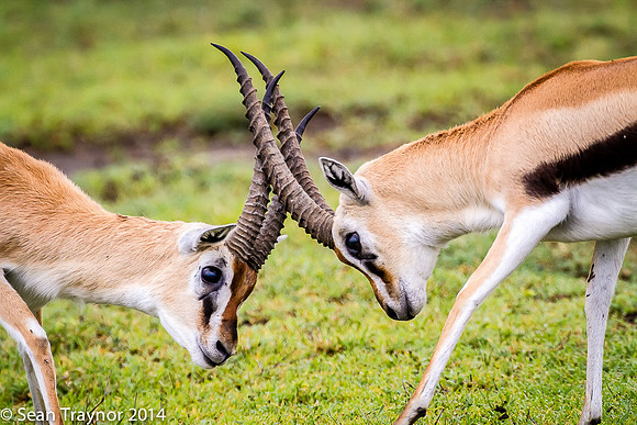 Tanzania-2014  Wildlife-187