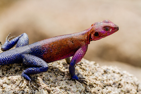 Tanzania-2014  Wildlife-165
