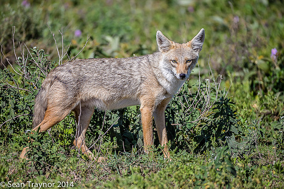 Tanzania-2014  Wildlife-135