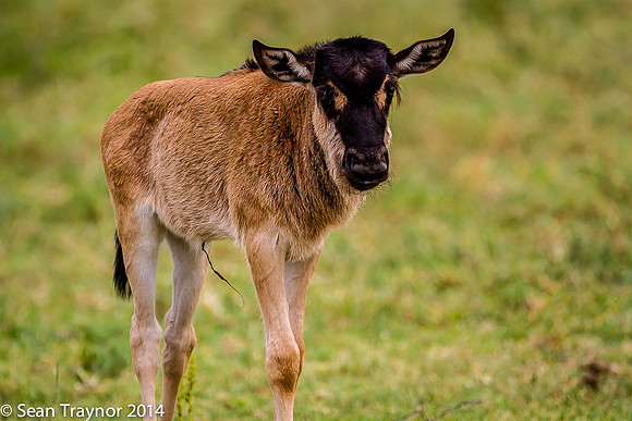 Tanzania-2014  Wildlife-177