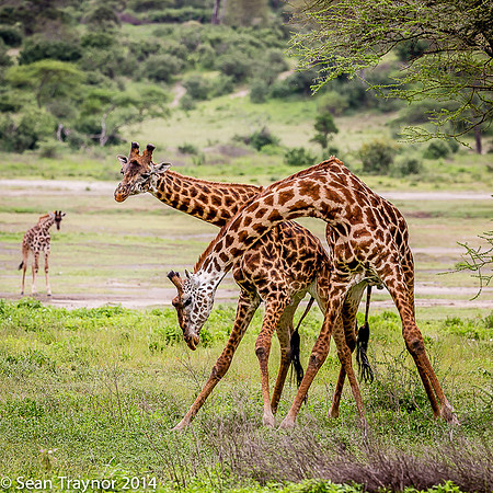Tanzania-2014  Wildlife-157