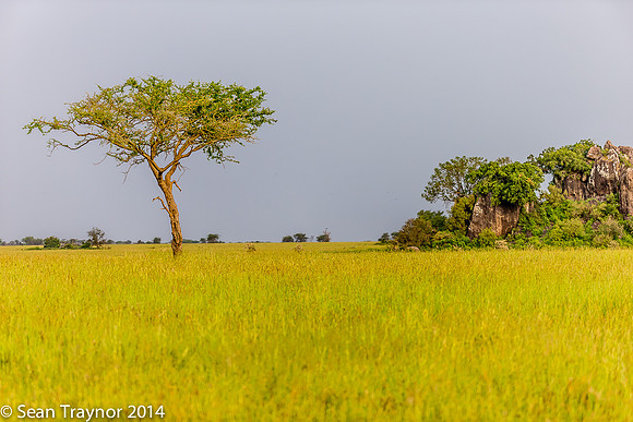 2014 Tanzania Leopards-102