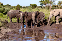 Tanzania-2014  Wildlife-111