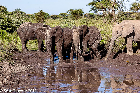 Tanzania-2014  Wildlife-111