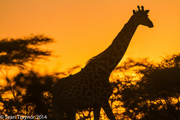 Tanzania-2014  Wildlife-130