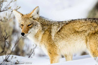Yellowstone Coyote
