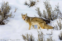 Yellowstone Coyote