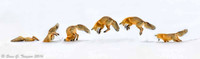 Fox Hunting in the Snow - Composite Photo