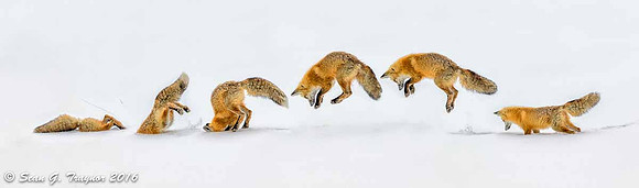 Fox Hunting in the Snow - Composite Photo