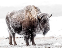Frosty Bison
