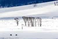 Yellowstone - Lamar Valley