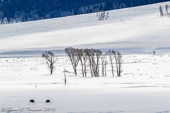 Yellowstone - Lamar Valley