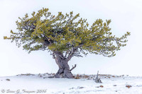 Lone Pine Tree