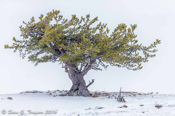 Lone Pine Tree