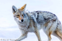 Yellowstone Coyote