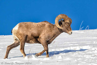 Yellowstone Big-Horn Sheep